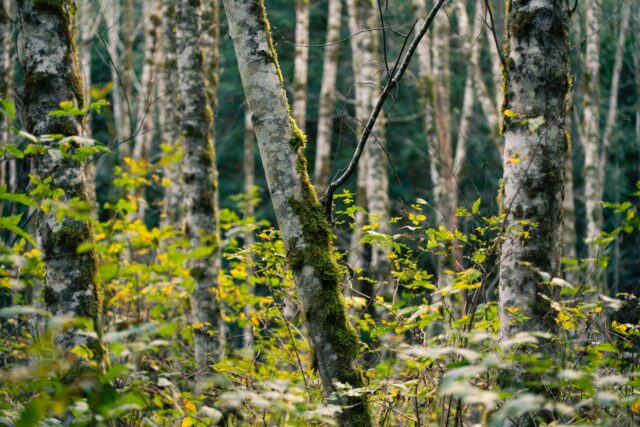 A little PNW serenity for y’all. Went for a walk with my sister at a nearby park.