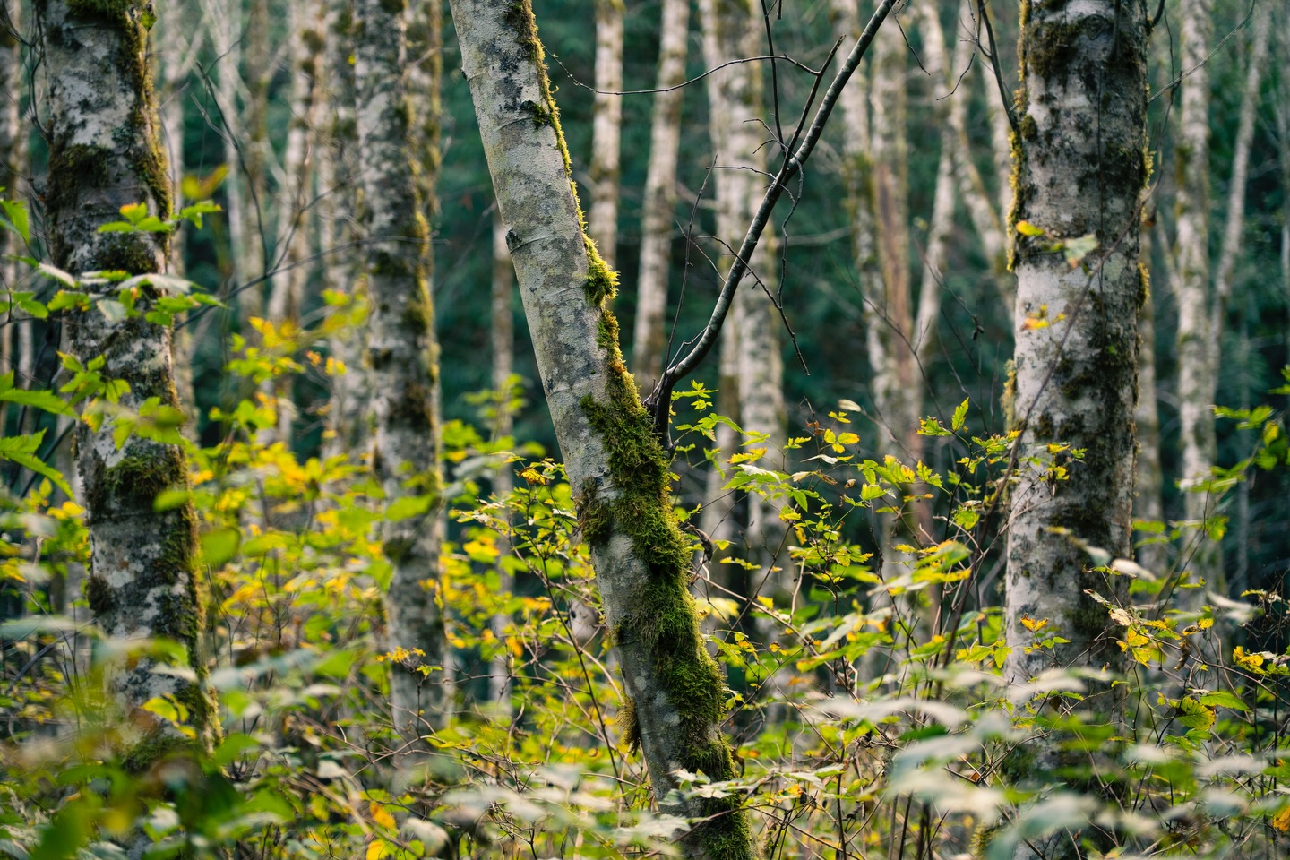 A little PNW serenity for y’all. Went for a walk with my sister at a nearby park.